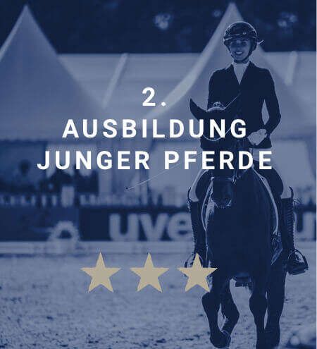 derby academy springpferde ausbildung blau